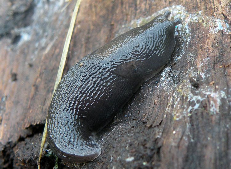 Limax? dal Parco dei monti Lessini